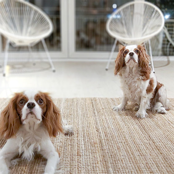 the cove pilates interior